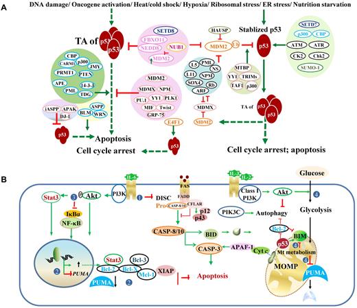 Figure 8. Therapeutic modulation of the TP53 pathway. Strategies to activate p53 functions or p53-independent apoptotic pathways have been explored in p53-wt or p53-mut cancer cells. (1) Induction and activation of p53 by stress within the nucleus, including DNA damage caused by alkylating agents, DNA-intercalating agents, base analogs, irradiation, and ROS. Mitotic inhibitors and cell cycle-mediated drugs also effectively activate p53. (2) Therapeutic gene delivery of p53 and pharmacologic activation of p53 mutant. (3) Antagonism of MDM2-mediated degradation by MDM2 inhibitors and proteasome inhibitors. (4) Activation of the extrinsic apoptotic pathway by tumor necrosis factor-related apoptosis-inducing ligand (TRAIL) and agonistic anti-TNF antibodies, or CFLAR/c-Flip inhibitors. (5) Enhancement of the intrinsic mitochondrial pathway of apoptosis by targeting Bcl-2 and IAP family members, or by directly activating caspases or BAX/BAK. (6) Induction of p53-independent apoptosis by various compounds and agents, mostly via the mitochondrial pathway and ROS generation. (7) Inhibition of survival pathways, including NF-κB, PI3K/Akt, and autophagy. (8) Induction of apoptosis by Cr(VI) through the calcium/Ca2+-calpain pathway and mitochondrial pathway induced by oxidative stress. (9) Increased unfolded/misfolded proteins that can be induced by proteasome inhibitors (Syrbactin, bortezomib), and increased intracellular Ca2+ concentration that can be induced by TG, can induce ER stress and autophagic cell death in several cancer cells.