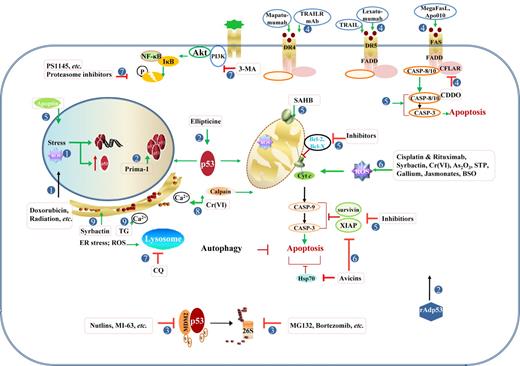 Dysregulation of TP53-regulatory microRNAs in lymphoid malignancies.