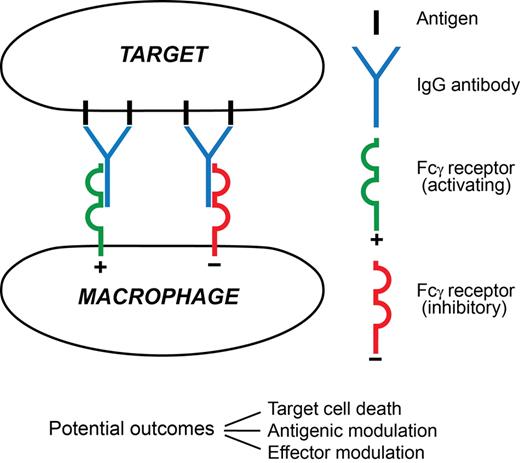 Figure 2. A synapse between an antibody-coated target cell and a macrophage effector. In this minimal depiction 4 surface antigen molecules are engaged by 2 IgG antibody molecules. One has docked with an activating FcγR (typically FcγRIIIA), the other with an inhibitory FcγR (FcγRIIB), on the surface of the effector. Three possible major outcomes between the cells are listed. Among major determinants of outcome are the extents of signaling from each FcγR and the prevailing mediator environment. The 3 outcomes are not mutually exclusive, for example, the target cell might die despite extensive antigenic modulation, and the encounter will influence effector modulation by altering the local mediator environment. Much remains to be learned about this type of synapse.