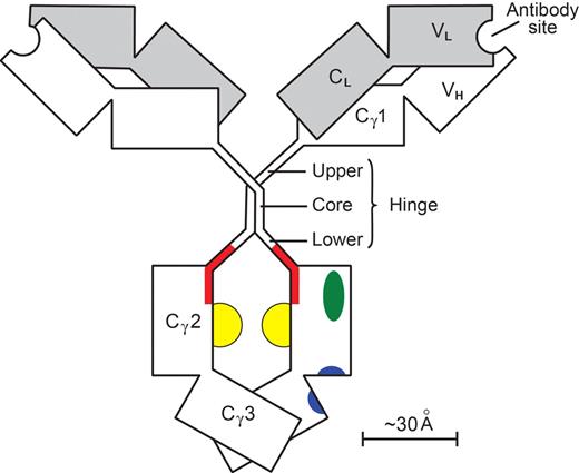 Figure 3. A human IgG1 molecule. Heavy (γ) chains are clear; light (κ or λ) chains are shaded. Individual domains (V, variable; C, constant) are depicted as rectangles. The paired Cγ2 and Cγ3 domains with their N-linked glycans (yellow) make up the Fcγ module. The remainder of the molecule (including its hinge) is composed of 2 Fab′γ modules. The hinge (γ-chain residues 221-237) has a rigid core with 2 γ-γ interchain disulfide bonds, whereas the upper and lower hinges are flexible. One of the 2 set of docking sites on Fcγ is shown. The site for all Fcγ receptors (red) involves the medial aspects of both Cγ2 domains, extends into the lower hinge, and has a floor formed by the 2 Fcγ glycans.107 The site for FcRn (blue) involves both Cγ2 and Cγ3 domains at their interface.109 The site for complement C1q (green) is on the surface of the Cγ2 domain lateral to the Fcγ receptor site.110 The contralateral set of sites is obscured. In the FabIgG derivative,108 the hinge disulfide bonds are cleaved; and a third Fab′γ module, with antibody specificity for the activating FcγRIIIA, is attached to one of the resulting cysteine residues. The original FcγR site is deliberately disabled so that there is little residual affinity for FcγRIIB. The sites for FcRn and complement C1q are little affected.