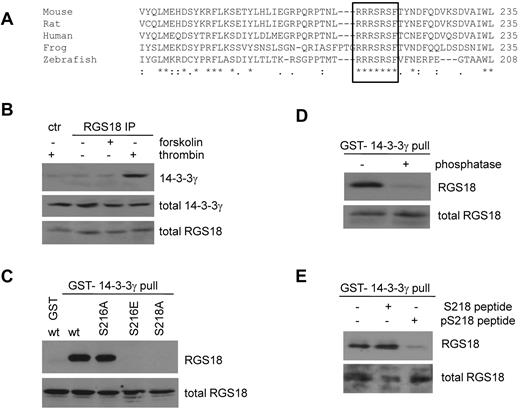 Figure 2. RGS18 interacts with 14-3-3 via S218 in a phosphorylation-dependent manner. (A) Alignment of RGS18 protein sequences from different species using ClustalW2 multiple sequence alignment. A conserved region comprising 7 amino acids is marked with a black border. This region contains both the identified PKA and PKGI phosphorylation site S216 and S218 and a 14-3-3–binding site. Uniprot accession numbers of sequences are: mouse, Q9NS28; rat, Q4L0E8; human, Q9NS28; frog, Q66IM3; and zebrafish, Q08BE2. (B) Endogenous interaction of 14-3-3 with RGS18 in platelets. Washed human platelets were treated without (−) or with either forskolin (10μM, 30 minutes) or thrombin (0.1 U/mL, 30 seconds). Platelets were then lysed and subjected to immunoprecipitation with rabbit anti-RGS18 Ab. As control, platelets were stimulated with thrombin, lysed, and subjected to immunoprecipitation with preimmune serum (ctr thrombin). After SDS-PAGE, Western blots were incubated with mouse anti–14-3-3γ Ab to detect total (middle panel, total 14-3-3γ) and precipitated 14-3-3γ (top panel, 14-3-3γ). Total RGS18 amounts were verified using rabbit anti-RGS18 Ab (bottom panel, total RGS18). Densitometric analysis of the blots of 3 independent experiments confirmed that the difference between control and RGS18 IP in the presence of thrombin was statistically significant (P < .05, data not shown). (C) Interaction of 14-3-3 and RGS18 in transfected cells. FLAG-RGS18 constructs were expressed in HEK293T cells. wt-RGS18, S216A-RGS18, S216E-RGS18, and S218A-RGS18 lysates were subjected to pull-down assays with purified GST-14-3-3γ. As a control, a separate FLAG-wt-RGS18 lysate was subjected to a pull-down assay using GST alone. After SDS-PAGE, Western blots of pull-downs and lysates were incubated with FLAG-Ab to detect precipitated RGS18 (top panel, RGS18) and total RGS18 (bottom panel, total RGS18). (D) Phosphorylation-dependent interaction of RGS18 and 14-3-3 in platelets. Platelets were lysed and subjected to pull-down assays with purified GST-14-3-3γ. Pull-downs were then incubated with λ protein phosphatase for 60 minutes at 30°C according to the manufacturer's protocol. After SDS-PAGE, Western blots of totals and pull-downs were incubated with mouse anti-RGS18 Ab to detect precipitated (top panel, RGS18) and total RGS18 (bottom panel, total RGS18). (E) Phospho-S218–dependent interaction of RGS18 and 14-3-3 in platelets. Platelets were lysed and supplemented with either none or 100μM dephospho (TNLRRRSRSFTVN) or phospho-peptide (TNLRRRSR(pS)FTVN), mimicking the 14-3-3 interaction site. Lysates were subsequently subjected to pull-down assays with purified GST-14-3-3γ. After SDS-PAGE, Western blots of lysates and pull-downs were incubated with mouse anti-RGS18 to detect precipitated (top panel, RGS18) or total (bottom panel, total RGS18) RGS18. Panels B through E are representative data of independent experiments performed at least 3 times.