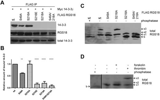 Figure 3. S49 of RGS18 contributes to binding of 14-3-3 to RGS18. (A) Evaluation of the RGS18 and 14-3-3 interaction in co-immunoprecipitation studies. The FLAG-RGS18 constructs (wt-RGS18, S49A-RGS18, S216A-RGS18, S216E-RGS18, S218A-RGS18, and S49A/S218A RGS18) were coexpressed with the myc-14-3-3γ construct in HEK293T cells, lysed, and immunoprecipitated using anti-FLAG–coupled beads. After SDS-PAGE, the Western blots of IPs were incubated with rabbit anti-myc Ab (top panel, 14-3-3) and reincubated with anti-FLAG Ab as a loading control (middle panel, RGS18). Lysate Western blots were incubated with anti-myc Ab as a loading control (bottom panel, total 14-3-3). Shown is a representative blot of independent experiments performed 7 times. A summary of the results obtained is shown in the densitometry panel. (B) Blots of experiments shown in panel A were analyzed by densitometry and data are expressed as means ± SEM representing 7 independent experiments. Statistical significance of relative 14-3-3 binding in relation to wt-RGS18 was detected using 1-way ANOVA in combination with the Tukey posttest (wt to S49A, **P < .01; wt to S216E, S218A, and S218A/49A, ****P < .0001). (C) Phos-tag analysis of overexpressed RGS18. FLAG-RGS18 constructs wt-RGS18, S49A-RGS18, S216A-RGS18, S218A-RGS18, and S49A/S218A RGS18 were expressed in HEK293T cells. Cells were lysed and subjected to Phos-tag–supplemented SDS-PAGE and Western blotting. An aliquot of wt-RGS18 lysate was incubated with λ phosphatase for 1 hour at 30°C before SDS-PAGE and Western blot analysis. Blots were then incubated with mouse anti-RGS18 Ab. Appearing bands were labeled as b, s1, s2, or s3 with increasing apparent molecular weight. (D) Phos-tag analysis of endogenous RGS18. Washed platelets were either unstimulated or incubated with forskolin (10μM, 30 minutes) or thrombin (0.1 U/mL, 30 seconds) before lysis and Phos-tag–supplemented SDS-PAGE and Western blots. An aliquot of nonstimulated platelet lysate was incubated with λ phosphatase for 1 hour at 30°C before SDS-PAGE and Western blot analysis. Blots were then incubated with mouse anti-RGS18 Ab. For appearance of band b in phosphatase-treated samples, a 30-minute exposure is shown (first lane), which is separated by a black line from a shorter exposure (5 minutes) of lanes 2 through 4 of the same Western blot. Blots shown in panels C and D are representative of 4 independent experiments.
