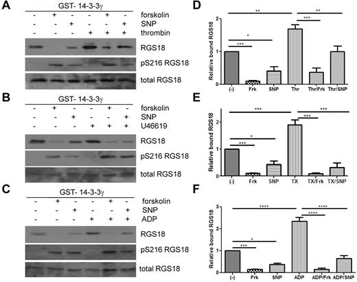 Figure 4. Cyclic nucleotide signaling removes 14-3-3 from RGS18 in platelets. (A-C) Washed platelets were incubated without or with forskolin (10μM, 30 minutes) or SNP (10μM, 10 minutes), followed by the addition of thrombin (0.1 U/mL, 30 seconds; A), thromboxane mimetic U46619 (1μM, 1 minute (B), or ADP (10μM, 1 minute (C). Platelets were lysed and lysates were subjected to GST-14-3-3γ pull-down. After SDS-PAGE and blotting pull-down assays, samples were incubated with mouse anti-RGS18 Ab (top panel, RGS18), and lysates were either incubated with rabbit anti-RGS18 Ab (bottom panel, total RGS18) or rabbit anti–pS7-Rap1GAP2 Ab, which was shown in Figure 1A and B to recognize phosphorylated S216 of RGS18 (middle panel, pS216 RGS18). Shown are examples of experiments performed at least 3 times. (D-F) Blots of 3-5 independent experiments shown in panels A through C were analyzed by densitometry, and data are expressed as means ± SEM. (D) Densitometry of the thrombin experiment (panel A). (E) Thromboxane mimetic U46619 (panel B). (F) ADP data (panel C). Statistical significance of relative 14-3-3 binding was detected using 1-way ANOVA in combination with the Tukey posttest, as indicated. ****P < .0001; ***P < .001; **P < .01; *P < .05.
