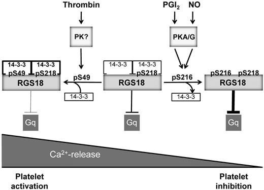 Figure 6. Model of RGS18 regulation during platelet activation and inhibition. RGS18 is a GTPase-activating protein of Gq and is constitutively bound to 14-3-3 via phosphorylated S218. Platelet activation by thrombin leads to the phosphorylation of S49 on RGS18 (pS49) by an unknown protein kinase. This results in increased RGS18 affinity to 14-3-3. RGS18 bound to 14-3-3 is a less efficient GTPase-activator of Gq, resulting in higher levels of active Gq-GTP, which stimulates release of calcium ions from intracellular stores (Ca2+-release), leading to platelet aggregation. Therefore, Gq signaling is facilitated during platelet activation. PGI2 and NO are released from endothelial cells and stimulate the activation of cAMP- and cGMP-dependent protein kinases (PKA/G). PKA and PKG phosphorylate RGS18 on S216 (pS216), leading to the detachment of 14-3-3 from RGS18. Detachment of 14-3-3 causes RGS18 to turn off Gq signaling more efficiently, resulting in decreased intracellular Ca2+ release and platelet inhibition. In this way, RGS18 is able to integrate activating and inhibitory signaling in platelets at the level of Gq.