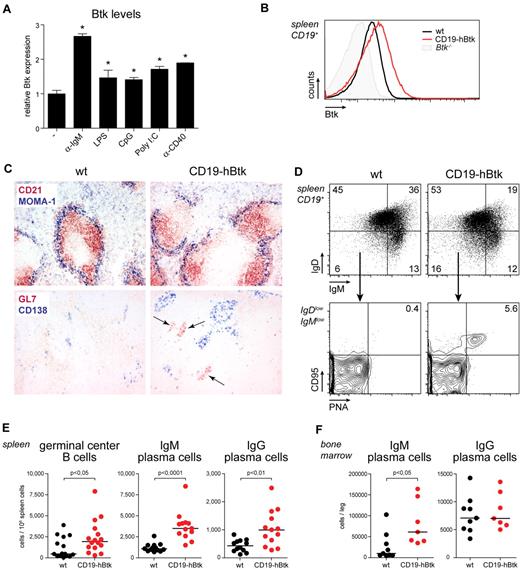 Figure 1. Btk overexpression in vivo enhances GC and plasma cell formation. (A) Quantification of intracellular flow cytometric detection of Btk protein in WT splenic B cells after 3 days of in vitro culture in the presence of the indicated stimuli (supplemental Figure 1). Levels were calculated relative to average Btk expression levels (MFI) in unstimulated B cells (set to 1) and background signals in unstimulated Btk−/− B cells (set to 0). Data are mean values ± SD (n = 3) from 1 of 3 representative experiments, asterisks indicate significant increases in Btk expression (P < .05). (B) Intracellular flow cytometric Btk detection in splenic CD19+ B cells, shown as histogram overlays from Btk−/− (shaded histogram), WT (black line) and CD19-hBtk (red line) mice. (C) Immunohistochemical analysis of spleen tissue sections of CD19-hBtk and WT mice. Sections were stained for CD21 (red), and metallophilic macrophage marker MOMA-1 (blue), or for GL7 (red) and CD138 (blue); arrows indicate clusters of GL7+ GC B cells (objective 10×). (D) Flow cytometric analysis of GC cells in the spleens of the indicated mice. CD19+ B cells were gated and analyzed for IgM/IgD profiles. IgDlowIgMlow cells were subsequently gated and analyzed for PNA and CD95. Data are displayed as dot plots and the percentages of cells in the indicated quadrants are given. (E-F) Flow cytometric quantification of GC B cells (PNA+CD95+IgDlowIgMlowCD19+) and IgM+CD138high or IgG+CD138high plasma cells in spleen (E) and BM (F). Horizontal lines indicate median per group; each symbol represents and individual mouse. Mice were 10 to 14 weeks old.