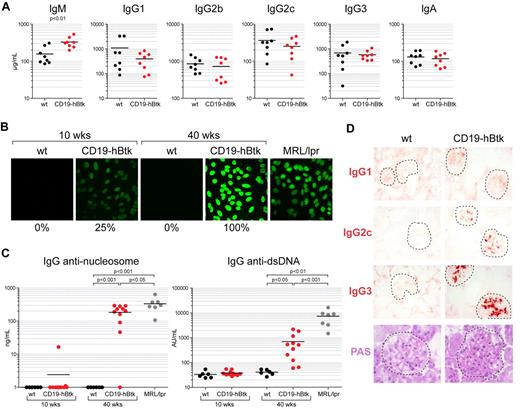 Figure 3. Aging CD19-hBtk mice develop systemic autoimmune disease. (A) Serum Ig concentrations of the indicated isotypes in 10- to 14-week-old CD19-hBtk mice and nontransgenic littermates, as determined by ELISA. (B) Antinuclear IgG autoantibodies, detected by HEp2 reactivity, in serum samples from CD19-hBtk mice and nontransgenic littermates, as well as serum from diseased MRL/lpr mice as reference (objective 40×). Percentages indicate proportion of animals (n = 5-8 per group) with antinuclear IgG autoantibodies. (C) Serum IgG antinucleosome and anti-dsDNA autoantibody levels in the indicated mice quantified by ELISA. Each symbol represents an individual mouse. (D) Glomerular deposition of immune complexes (red) of the indicated IgG isotypes, detected by immunohistochemistry on kidney tissue sections from old (> 40 weeks) CD19-hBtk and WT (WT) littermates. Lower panels show a PAS staining on kidneys from these mice. Dashed lines encircle individual glomeruli (objective 40×). Data are representative of 5 to 8 CD19-hBtk mice.