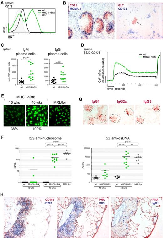 Figure 5. Btk overexpression in mature B cells is sufficient to induce autoimmunity. (A) Intracellular flow cytometric Btk detection in splenic CD19+ B cells, shown as histogram overlays from Btk−/− (shaded histogram), WT (black line), and MHCII-hBtk (green line) mice. (B) Immunohistochemical analysis of CD21+ B cells (red), MOMA-1+ metallophilic macrophages (blue; left panel) and GL7+ GC B cells (red), and CD138+ plasma cells (blue; right panel) in the spleens of young (10-14 weeks) MHCII-hBtk mice. (C) Flow cytometric quantification of splenic IgM+ and IgG+ plasma cell numbers in young MHCII-hBtk mice and nontransgenic littermates (WT). (D) WT (black line) and MHCII-hBtk (green line) B cells were stimulated with α-IgM F(ab′)2 fragments and Ca2+ mobilization was monitored and normalized for maximum influx on stimulation with ionomycin. Plots are representative for 4 mice of each genotype. (E) HEp2 reactivity of serum IgG antibodies in aging MHCII-hBtk mice. Percentages indicate proportion of HEp2 reactive serum samples per group (objective 40×). (F) Quantification of IgG antinucleosome and anti-dsDNA autoantibodies in the indicated mice, as determined by ELISA. (G) IgG immune complex deposition in glomeruli, detected by immunohistochemistry on kidney tissue sections from old (> 40 weeks) MHCII-hBtk mice. (H) Immunohistochemical analysis for dendritic cells (CD11c+, red) and B cells (B220+, blue; left panel), GC B cells (PNA+, red) and T cells (CD3+, blue; middle panel), or GC B cells (PNA+, red) and IgG1+ plasma cells (IgG1+, blue; right panel) in lungs from old MHCII-hBtk mice (objective 10×). Data are representative of 6 MHCII-hBtk mice.