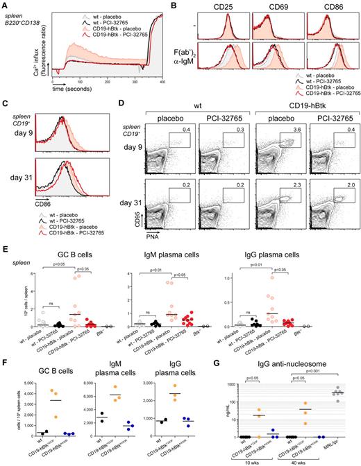 Figure 6. BCR hyperresponsiveness of CD19-hBtk B cells is kinase-dependent. (A) Ca2+ influx on F(ab′)2 α-IgM stimulation of splenic naive B cells from the indicated mouse groups, 3 hours after oral administration of PCI-32765 or placebo. Signals were normalized for maximum influx on stimulation with ionomycin. Plots are representative for 2 to 4 mice of each genotype. (B) Flow cytometric analysis of expression of activation markers of MACS-purified B cells from spleens of the indicated mouse groups after culture for 24 hours with or without F(ab′)2 α-IgM. (C) Flow cytometric analysis of CD86 on splenic CD19+ B cells of the indicated mice, after 8 days of treatment with PCI-32765 or placebo. B cells were evaluated 1 or 23 days after termination of treatment (days 9 and 31, respectively). (D) Flow cytometric analysis of splenic CD95+PNA+ GC B cells, gated from CD19+ B cells. Data are shown as dot plots and the percentages GC B cells are given. (E) Numbers of IgM+ and IgG+ splenic plasma cells 9 and 31 days after start of treatment of the indicated mouse groups. Collective data from 3 independent experiments are shown. (F) Autoimmunity in Btk overexpressing mice is dependent on Btk kinase activity, but not on Btk Y223 autophosphorylation. Flow cytometric quantification of splenic GC B cells (CD95+PNA+), IgM+ and IgG+ plasma in 10- to 14-week-old mice that overexpress autophosphorylation-defective Btk (CD19-hBtkY223F) or kinase-dead Btk (CD19-hBtkK430R). (G) Quantification of serum IgG anti-nucleosome auto-antibodies, determined by ELISA, whereby sera of diseased MRL/lpr mice were used as a reference. Each symbol represents an individual mouse.