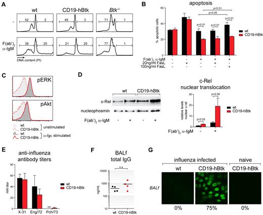 Figure 7. Phenotype of Btk overexpression is associated with enhanced NF-κB signaling and B-cell survival. (A) PI DNA content analysis of MACS-sorted splenic B cells of the indicated mice after 36 hours of culture in the absence (−) or presence of F(ab′)2 α-IgM. Numbers indicate the proportions of apoptotic cells (sub-G1, left gate) or cycling cells (S/M/G2, right gate). (B) Frequencies of apoptotic cells, as identified by DNA content analysis of MACS sorted naive B cells from the indicated mice, cultured in the absence (−) or presence (+) of F(ab′)2 α-IgM and/or α-CD95/FasL antibodies. (C) MACS-purified naive splenic B cells from WT and CD19-hBtk mice were stimulated with α-Igκ (20 μg/mL), and phosphorylation of ERK and Akt (pERK and pAkt) was detected by intracellular flow cytometry. (D) Nuclear translocation of c-Rel in unstimulated (−) or F(ab′)2 α-IgM-stimulated (+) B cells from the indicated mice, analyzed by Western blotting with nucleophosmin as loading control. Data were quantified after normalization for nucleophosmin levels (n = 5 per group); c-Rel levels in unstimulated WT B cells were set to 1. (E) Using ELISA total IgG levels were determined in BALf collected from X-31 infected WT and CD19-hBtk mice at 18 dpi. Mean values ± SEM are shown (n = 8 mice/group). (F) Serum antibody titers specific for X-31 and related virus strains Eng/72 and Pch/73 in CD19-hBtk and WT mice at 18 dpi, as determined by hemagglutinin inhibition assay (HAI). (G) Autoreactive IgG antibodies, detected by HEp2 reactivity of BALf collected 18 dpi from X-31 infected or naive mice, as indicated (4 mice/group; objective 40×).