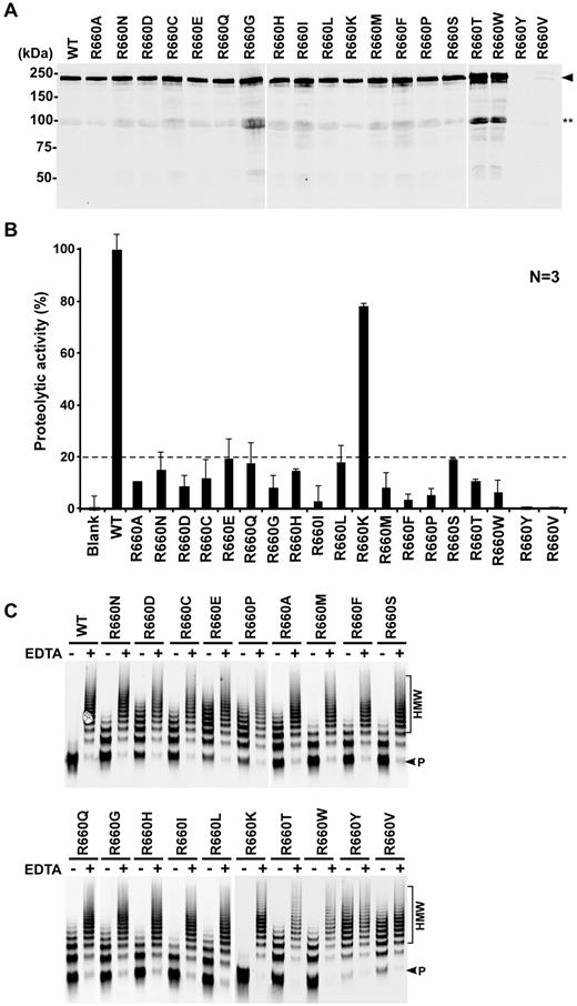 Figure 1. Western blot and proteolytic activity of ADAMTS13 and mutants. (A) Western blotting with anti-V5 IgG detects WT and single point mutants at the position 660 in the concentrated condition medium (∼ 50nM per lane). Arrowhead indicates the intact full-length ADAMTS13, ∼ 195 kDa; and double stars, degradation product. (B) Relative proteolytic activity (%) of WT and single point variants assessed by the cleavage of rF-VWF73. Data are mean ± SD (n = 3). All ADAMTS13 mutants except for R660K had relative activity less than 20% of WT. (C) Proteolytic cleavage of multimeric VWF by ADAMTS13 and single point mutants under denaturing conditions. Plasma-derived VWF (37.5 μg/mL or 150nM) was incubated at 37°C with 0.2nM of recombinant WT-ADAMTS13 and point mutants in the presence of 1.5M urea for 4 hours. The proteolytic cleavage of VWF was determined by 1% agarose gel electrophoresis and Western blotting. + indicates the presence of 10mM EDTA in the reaction; −, the absence of EDTA in the reaction; HMW, high molecular weight multimers; and P, cleavage product.