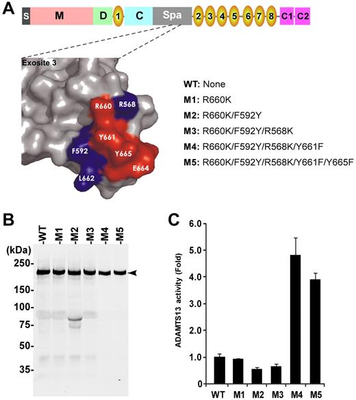 Figure 2. Characterization of single and compound ADAMTS13 variants. (A) Schematic domain organization of full-length ADAMTS13 showing a signal peptide (S), metalloprotease domain (M), disintegrin domain (D), 8 TSP1 repeats (1-8), Cys-rich domain (C) and spacer domain (Spa), as well as 2 CUB domains (C1 and C2; top), surface representation of exosite 3 and adjacent residues in the spacer domain of ADAMTS13 (left), and names of various ADAMTS13 variants with amino acid substitution (right). (B) Western blotting with anti-V5 detects recombinant WT and variants in the conditioned medium (50 ng per lane). Arrowhead indicates full-length protein of ADAMTS13 WT and variants (∼ 195 kDa) with little degradation. (C) Relative specific activity of ADAMTS13 variants compared with WT. Data are mean ± SD (n = 3). **P < .001, statistically highly significant.