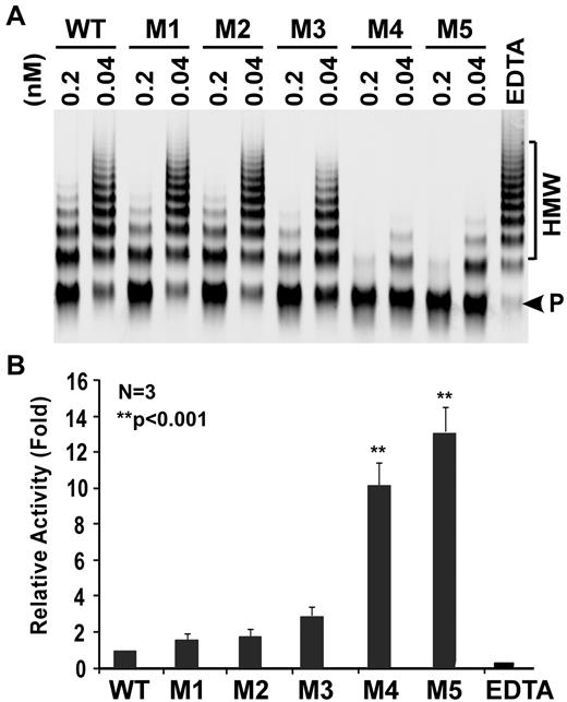 Figure 3. Proteolytic cleavage of multimeric VWF by ADAMTS13 and variants under denaturing conditions. (A) Human plasma-derived VWF (37.5 μg/mL or 150nM) predenatured with 1.5M urea was mixed with WT, M1, M2, M3, M4, and M5 (0.04nM and 0.2nM) in the absence or in the presence of EDTA (10mM; last lane) and dialyzed against 10mM Tris-HCl, pH 8.0, containing 1.5M urea at 37° for 4 hours. The cleavage of VWF was determined by agarose (1%) gel electrophoresis and Western blotting with rabbit anti-VWF IgG (1:5000), followed by IRDye 800CW-labeled goat anti–rabbit IgG (1:10 000). (B) The relative activity was determined by ImageJ quantitation of the ratio of cleavage product (P, arrowhead) to high molecular weight (HMW) VWF multimers in each sample. The specific activity was normalized to that of WT (1 arbitrary unit). Data are mean ± SEM from 3 independent experiments (n = 3).