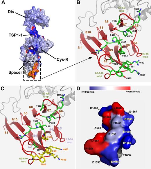 Figure 6. Modeling of the spacer domain and VWF-A2 interaction. (A) Surface representation of proximal C-terminal DTCS fragment of ADAMTS13. (B) Close-up view of the hydrophobic cluster in the exosite 3 in the spacer domain of ADAMTS13. This pocket contains a cluster of hydrophobic residues (L591, F592, L637, P638, L668, T669, and ring of Y661 and Y665), lined by basic residues (R568, R589, R636, and R660), supported by 8 β-sheets (ie, β1, 2, 3, 6, 7, 8, 9, and 10). (C) A substitution of these surface residues with those in yellow appears to increase hydrophobicity of this pocket. (D) VWF-A2 (1653-1668) forms an amphipathic helix (α6). Hydrophobic residues facing to the top and charged residues to the bottom. This amphipathic helix may govern specificity to the exosite 3 in the spacer domain by inserting its hydrophobic side into the pocket.