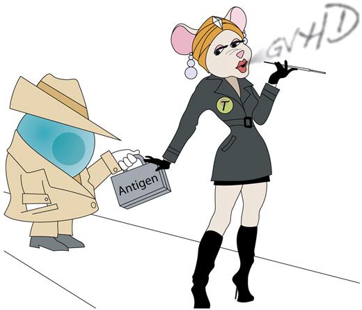 Host dendritic cells are thought to be critical for the initial activation of alloreactive donor T cells and initiation of GVHD after allogeneic hematopoietic transplantation. Toubai et al use a series of experimental models, including transplantation with H-Y antigen-specific Mata Hari T cells, to demonstrate that host hematopoietic antigen-presenting cells may not be essential for initiation of GVHD. Professional illustration by Kenneth X. Probst.