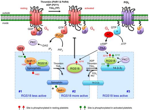 The RGS handoff in platelets. RGS proteins serve to limit platelet activation by limiting the duration of G protein–dependent signaling, illustrated here for Gq-mediated activation of phospholipase C leading to the production of IP3 and diacylglycerol from phosphatidylinositol-4,5-bisphosphate (PIP2), the second messengers that increase the Ca++ concentration in platelets and activate protein kinase C. This model suggests that the amount of free RGS18 (and by implication RGS10) in resting platelets is determined in part by binding to spinophilin and by protein kinase A (PKA)– or protein kinase G (PKG, not shown)–mediated phosphorylation of Ser216. In activated platelets, release of RGS18 from spinophilin/SHP-1 complex promotes inhibition of signaling, but subsequent phosphorylation of Ser49 and Ser218 allows sequestration of the RGS protein by a 14-3-3γ unless Ser216 phosphorylation is present. Not all aspects of this model have been established, but it provides testable hypotheses for tightly regulating the availability of free RGS proteins in platelets. AC indicates adenylyl cyclase; NO, nitric oxide; PGI2, prostaglandin I2; SFK, Src family kinase; PKC, protein kinase C; and TxA2, thromboxane A2. The authors thank Dr Timothy J. Stalker (Perelman School of Medicine, University of Pennsylvania) for assistance with the figure.