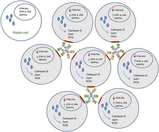 Biologic effect of cross-linking multivalent anti-CD20/CD74 bispecific antibodies in B-cell lymphomas. Aggregation of lymphoma cells by bispecific antibodies causes reorganization of actin and migration of antigen (red) into lipid rafts that in turn induces the release of lysosomal cathepsin B and reactive oxygen species (ROS) and influx of calcium ions into mitochondria. Swollen lysosomes and mitochrondria are accompanied by the deactivation of the PI3K/Akt signaling pathway and the rapid and sustained activation of ERK, JNK, and MAPKs associated with cell death. Nonaggregated cells remain viable in the absence of antibody binding.