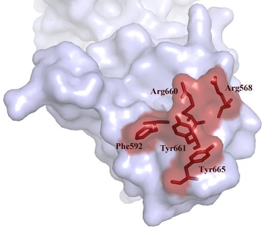 Exposed VWF binding surface in the spacer domain comprising residues Arg568, Phe592 Arg661, Tyr660, Tyr661, and Tyr665. These residues are targeted by autoantibodies that develop in patients with acquired TTP. Conservative changes in these 5 residues result in a gain-of-function ADAMTS13 variant.