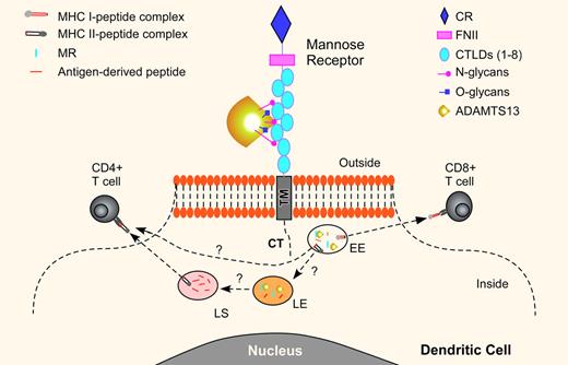 A proposed of model for mannose receptor–mediated endocytosis of ADAMTS13 in dendritic cells. The mannose receptor (MR) consists of an N-terminal cysteine-rich domain (CR) and 8 C-type lectin-like carbohydrate recognition domains (CTLDs 1-8) that bind glycoproteins terminated by D-mannose, L-fucose, or N-acetylglucosamine. The 4 to 7 CTLDs are shown to bind ADAMTS13. Once the MR-ADAMTS13 complex is internalized, it is transported to the endosomal pathway including early endosome (EE), late endosome (LE), and lysosome (LS). In the early endosome, the endocytosed ADAMTS13 may be dissociated from the MR and loaded on the MHC class I molecules (MHC I) for activation of the CD8+ T cells, termed cross-presentation. Other studies have demonstrated that certain soluble protein antigens taken up through the MR pathway can be targeted to the LE and LS for proteolytic degradation. The antigen-derived peptides can then be loaded on the MHC II molecules for presentation to the CD4+ T cells. The endocytosed ADAMTS13 is primarily detected in the early endosome of iDCs, suggesting that other pathways for endocytosis of ADAMTS13 may also be necessary for presenting the antigenic peptides to the CD4+ cells. It may be possible that on induction of iDC maturation, the antigen can be transported to the MHC II molecules for presentation to the CD4+ cells.