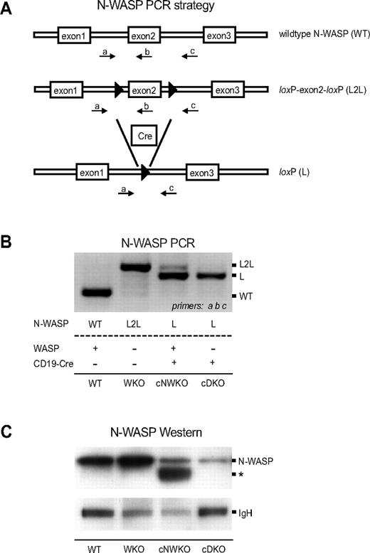 Figure 1. Generation of mice devoid of WASP and N-WASP in B cells. (A) Schematic of the PCR strategy used to monitor conditional targeting of N-WASP. Displayed is a portion of the WT N-WASP allele, the conditionally targeted allele with exon 2 flanked by loxP sites (L2L), and the conditionally targeted allele after Cre-mediated excision in B cells (L). LoxP sites are denoted by black arrowheads. Labeled arrows denote primers used in the PCR strategy to simultaneously detect L2L and L using primers a, b, and c. (B) PCR analysis of N-WASP deletion in splenic B cells from WT, WKO, cNWKO, and cDKO mice. Note that the WKO mouse in this experiment has the N-WASP L2L allele but lacks expression of CD19-Cre for deletion of N-WASP L2L, and therefore expresses N-WASP. (C) N-WASP protein detection by Western blotting in splenic B cells from WT, WKO, cNWKO, and cDKO mice using an Ab for N-WASP (top panel). IgH was used as loading control (bottom panel). The weak expression of N-WASP seen in cells from cNWKO and cDKO mice may reflect the incomplete deletion of N-WASP by CD19-Cre or the contribution of other hematopoietic cells left after B-cell purification (90%-95% B-cell purity). The asterisk denotes a band present in cNWKO B cells that may represent WASP, because the anti–N-WASP Ab shows some cross-reactivity with WASP.