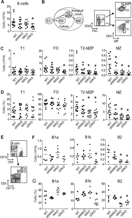 Figure 2. Specific deletion of WASP and N-WASP in B cells results in a decreased number of peripheral B cells. (A) Total absolute number of spleen B cells in WT, WKO, cNWKO, and cDKO mice. (B) Schematic diagram depicting B-cell development in the spleen (left) and flow cytometric analysis to define T1, FO, T2-MZP, and MZ B cells (right) in absolute number (C) and relative number (D) of cells. (E) Flow cytometry of peritoneum cells to define B1a, B1b, and B2 cells in absolute (F) and relative (G) numbers. Each group represents averages ± SD from 14 (WT, WKO, and cDKO) and 10 (cNWKO) mice for panels A through D and 6 mice per group in panels E through G. *P < .05 compared with WT.