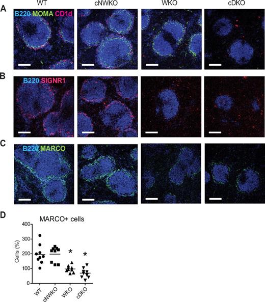 Figure 3. WASP and N-WASP-deficient B cells alter the MZ architecture. Immunohistochemistry of spleen sections from WT, WKO, and cDKO mice. (A) FO B cells were visualized with B220, MZ B cells with CD1d, and metallophilic macrophages with MOMA-1 Ab staining. MZ macrophages were visualized with SIGNR1 (B) and MARCO (C) Ab staining. (D) Quantification of MARCO+ cells from spleen sections shown in panel C. Each group represents quantification from 3 mice and 3 sections from each mouse. Note the marked reduction of FO B cells, MZ B cells, metallophilic macrophages, and MZ macrophages in cDKO mice. Original magnification was 10×. This experiment is representative of analysis of at least 3 WT, WKO, and cDKO mice.