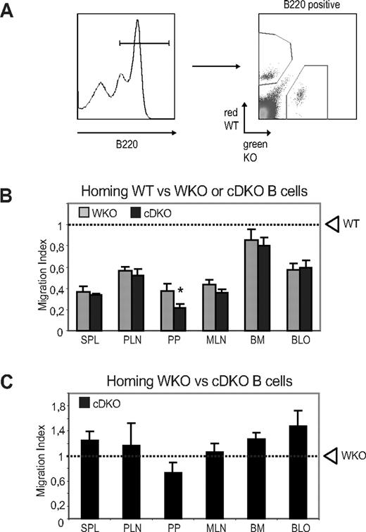 Figure 5. WASP and N-WASP regulate in vivo homing of B cells. (A) Splenic B cells from WT, WKO, and cDKO mice were labeled with tetramethylrhodamine isothiocyanate (WT, red) or CFSE (WKO or cDKO, green) and mixed at a 1:1 ratio before IV injection to WT mice. (B) Competitive homing of WT and WKO or cDKO B cells. Spleen, peripheral and mesenteric lymph nodes, Peyer patches, BM, and blood of recipient mice were harvested after 12-15 hours, and the percentage of WKO and cDKO B-cell homing relative to WT cells was determined. (C) Competitive homing of WKO (tetramethylrhodamine isothiocyanate–labeled) and cDKO (CFSE-labeled) B cells. Shown are averages ± SD of combined data from 2 experiments including 4 mice per group. Dashed line represents the input percentage. *P < .05 compared with WKO.
