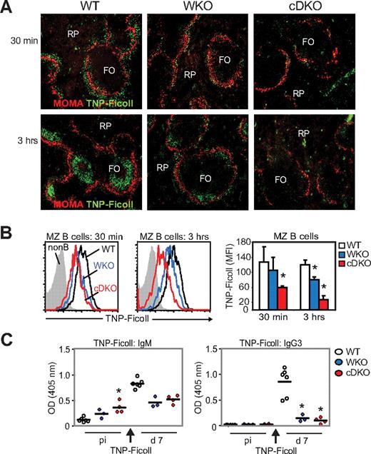 Figure 6. cDKO mice show a reduced immune response to TNP-Ficoll. WT, WKO, and cDKO mice were injected IV with 2.5 μg of TNP-Ficoll. (A) Uptake of TNP-Ficoll in the spleen 30 minutes and 3 hours after injection. Spleen sections were labeled to detect TNP-Ficoll and MOMA+ metallophilic macrophages to define the MZ. Note the marked reduction of TNP in the MZ at 30 minutes (top panel) and in the follicle at 3 hours (bottom panel) in cDKO mice compared with WT mice. Original magnification was 10×. (B) MZ B cells were labeled with anti-TNP Abs and analyzed by flow cytometry. (C) Anti-TNP IgM and IgG3 Ab titers were determined at day 7 after immunization by ELISA. Test samples were corrected for background binding. Each group represents 6 WT, 3 WKO, and 4 cDKO mice. Black bar represents the mean value for the group. Non-B indicates lymphocytes negative for CD21 and IgM; and RP, red pulp. *P < .05 compared with WT.