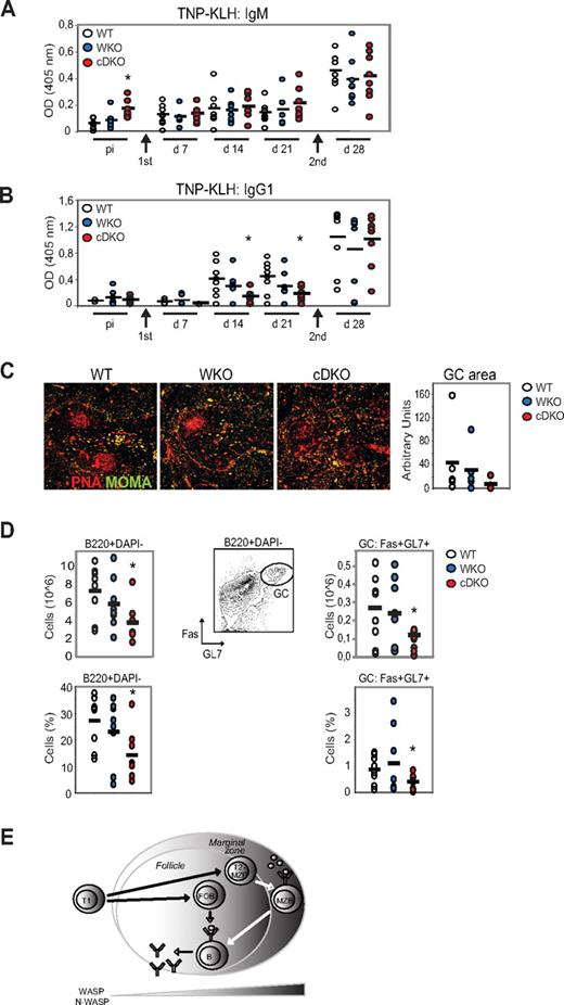 Figure 7. WASP and N-WASP are required for the B-cell immune response to TNP-KLH. WT, WKO, and cDKO mice were immunized by IP injection of TNP-KLH in alum and boosted 3 weeks later with another dose of TNP-KLH. Anti-TNP IgM (A) and anti-TNP IgG1 (B) Ab titers were determined by ELISA. Test samples were corrected for background binding. (C) Spleen sections from immunized mice at day 28 were labeled to detect GCs (peanut agglutinin positive) and MOMA+ metallophilic macrophages to define the MZ. GC areas were quantified and indicated in arbitrary units. Original magnification was 10×. (D) Quantification of GC B cells (B220+DAPI-GL7+Fas+) from immunized mice at day 28 by flow cytometry. Note the marked reduction of GC B cells in cDKO mice compared with WT mice. Each group represents 8 mice. Black bar represents the mean value for the group. *P < .05 compared with WT. (E) Schematic model of how WASP and N-WASP activity regulate peripheral B-cell homeostasis.
