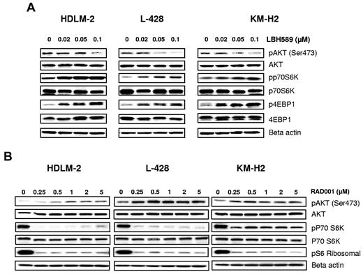 Figure 2. Effects of panobinostat and everolimus (RAD001) on mTOR activity. (A) Cells were incubated with diluent control or LBH589 (0.02-0.1μM); and after 48 hours, cell lysates were prepared and resolved by SDS-PAGE, transferred to nitrocellulose membrane, and probed with (A) anti–phospho-AKT (Ser473), anti-AKT, anti–phospho-p70S6K, anti-p70S6K, anti–phospho-4EBP1, anti-4EBP1, and anti–β-actin antibodies. Representative blots from 3 independents experiments are shown. (B) Cells were incubated with diluent control or RAD (0-5μM); and after 48 hours, cell lysates were prepared and resolved by SDS-PAGE, transferred to nitrocellulose membrane, and probed with anti–phospho-AKT (Ser473) anti-AKT, anti–phospho-p70S6K, anti-p70S6K, anti-pS6 ribosomal, and anti–β-actin antibodies. Representative blots from 3 independents experiments are shown.