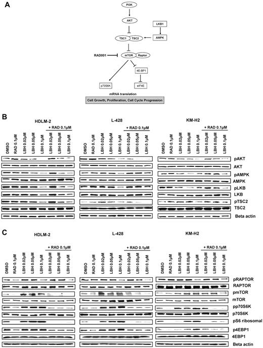 Figure 3. Effects of panobinostat (LBH589) and everolimus (RAD001) combination on the PI3K/AKT/mTOR pathway in HL cell lines. (A) Model showing PI3K/AKT/mTOR signaling. Everolimus inhibits mTOR/RAPTOR and leads to a down-regulation of p70S6K and eiF4E. (B-C) Cells were incubated with diluent control, LBH589 (0.02-0.1μM), RAD001 (0.1μM), or the combination of LBH589 and RAD001; and after 48 hours, cell lysates were prepared and resolved by SDS-PAGE, transferred to nitrocellulose membrane, and probed with (B) anti–phospho-AKT (Ser473), anti-AKT, anti–phospho-LKB1, anti-LKB1, anti–phospho-AMPKα, anti-AMPKα, anti–phospho-TSC2, anti-TSC2 antibodies, and (C) anti–phospho-RAPTOR, anti-RAPTOR, anti–phospho-mTOR, anti-mTOR, anti–phospho-p70S6K, anti-p70S6K, anti–phospho-4EBP1, anti-4EBP1, and anti–β-actin antibodies. Representative blots from 3 independents experiments are shown.