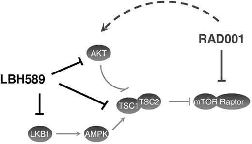 Figure 7. Model of the effect of panobinostat (LBH589) and everolimus (RAD001) on the PI3K/AKT/mTOR pathway. This model shows the complementary inhibition of panobinostat and everolimus on the PI3K/AKT/mTOR pathway. LBH589 inhibits the AKT activation induced by RAD001, whereas RAD001 inhibits the mTOR activation induced by LBH589.