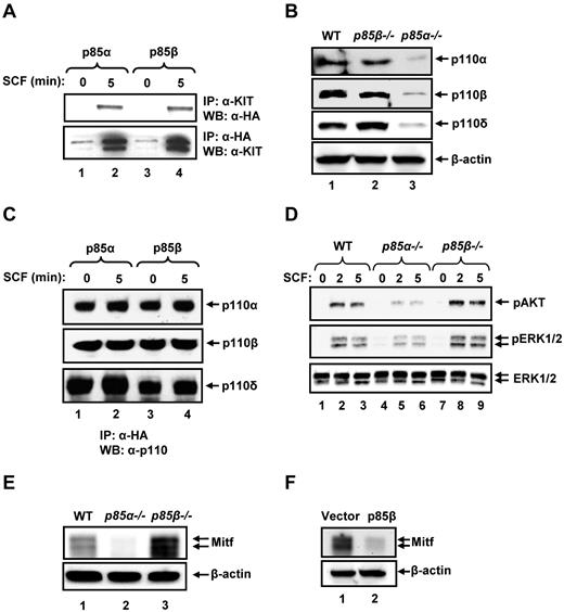 Figure 4. p85α and p85β differentially regulate signaling in BMMCs. (A) p85α and p85β bind to KIT in response to SCF. Cells (32D) expressing WT KIT and p85α or p85β were starved for 8 hours and stimulated with SCF (100 ng/mL) for 5 minutes. Equal amount of cell lysates (500 μg) were subjected to immunoprecipitation with an anti-KIT antibody followed by Western blot analysis with an anti-HA antibody or immunoprecipitated with an anti-HA antibody followed by Western blot analysis with an anti-KIT antibody. (B) Deficiency of p85β in BMMCs does not impair the expression of p110 catalytic subunits of PI3K. Cell lysates from WT, p85α-, and p85β-deficient BMMCs were subjected to Western blot analysis using antibodies that specifically recognize the indicated forms of p110 catalytic subunits. Expression of various catalytic subunits is indicated. (C) p85α and p85β regulatory subunits of PI3K bind p110α, p110β, and p110δ catalytic subunits with equal efficiency. Cells (32D) expressing p85α or p85β subunit of PI3K were starved and stimulated with SCF and subjected to immunoprecipitation using an anti-HA antibody followed by Western blot analysis with an anti-p110α, anti-p110β, or anti-p110δ antibody. The amount of immunoprecipitated protein in each lane is indicated. (D) Enhanced activation of AKT and ERK MAP kinase in p85β-deficient BMMCs. WT, P85α−/−, and P85β−/− BMMCs were starved overnight in serum- and cytokine-free media and stimulated with SCF (100 ng/mL) for 2 and 5 minutes. Equal amount of protein lysates were subjected to Western blot analysis using an anti–phospho-AKT or anti–phospho-ERK1/2 antibody. Total ERK1/2 protein in each lane is indicated. Similar findings were observed in 2 independent experiments. (E) Deficiency of p85β in BMMCs results in enhanced expression of Mitf. WT, P85α−/−, or P85β−/− BMMCs were lysed, and lysates subjected to Western blot analysis using an anti-Mitf antibody. Expression of Mitf and β-actin in each lane is indicated. A representative Western blot is shown. Similar results were obtained in 3 independent experiments. (F) Overexpression of p85β in WT BMMCs inhibits the expression of Mitf. WT BMMCs expressing empty vector or p85β were lysed and lysates subjected to Western blot analysis using an anti-Mitf antibody. A representative Western blot is shown. Similar results were obtained in 2 independent experiments.
