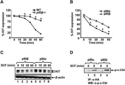 Figure 5. Reduced KIT receptor internalization in p85β-deficient BMMCs compared with WT in response to SCF. (A) WT or P85β−/− BMMCs were starved overnight and incubated with cycloheximide (100 ng/mL) for 2 hours. After cycloheximide treatment, cells were stimulated with SCF (100 ng/mL) for indicated time points, and KIT receptor internalization was studied by staining the cells with PE-conjugated anti-KIT receptor antibody followed by flow cytometric analysis. Shown is one of 4 independent experiments performed in triplicate. *P < .01, WT versus P85β−/−. (B) KIT receptor internalization is enhanced in cells expressing p85β compared with p85α on SCF stimulation. Cells (32D) coinfected with KIT and p85α or p85β were starved for 8 hours and incubated with cycloheximide (100 ng/mL) for 2 hours. After cycloheximide treatment, cells were stimulated with SCF (100 ng/mL) for indicated time points, and KIT receptor internalization was studied by staining the cells with PE-conjugated anti-KIT receptor antibody followed by flow cytometric analysis. Shown is one of 6 independent experiments performed in triplicate. *P < .01, p85α versus p85β. (C) Enhanced KIT receptor degradation in cells expressing p85β compared with p85α on SCF stimulation. Cells (32D) expressing WT KIT and p85α or p85β subunits were starved for 8 hours and incubated with cycloheximide (100 ng/mL) for 2 hours. After cycloheximide treatment, cells were stimulated with SCF (100 ng/mL) for indicated time points, and equal amount of protein lysates were subjected to Western blot analysis using an anti-KIT receptor antibody. Similar results were observed in 4 independent experiments. (D) p85β preferentially binds to c-Cbl compared with p85α in response to SCF stimulation. 32D cells coinfected with KIT and p85α or p85β were starved for 8 hours and stimulated with SCF (100 ng/mL) for 5 minutes. Equal amount of cell lysates (500 μg) were immunoprecipitated with an anti-HA antibody followed by Western blotting with a phospho-c-Cbl antibody. Data are from one of 4 independent experiments.