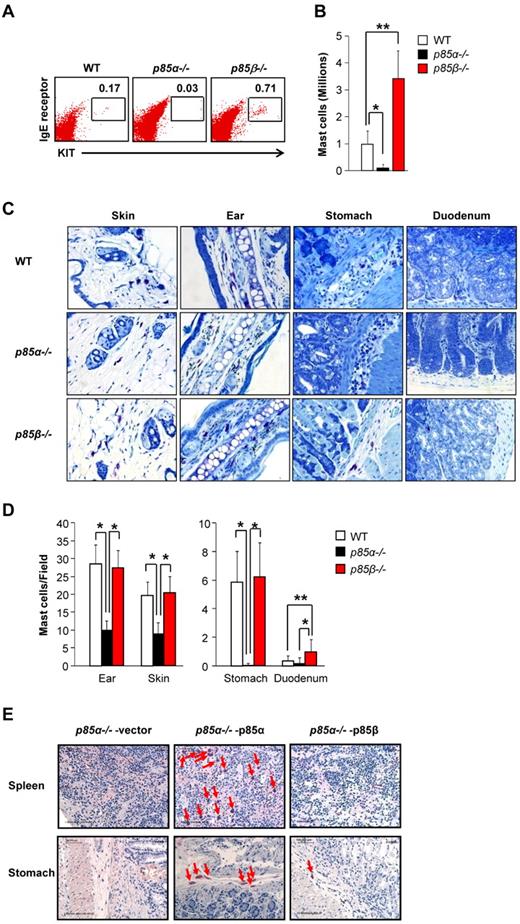 Figure 6. Loss of p85β regulatory subunit in mice results in increased number of mast cells in vivo. (A) Cells from the peritoneal cavity of WT and p85β-deficient mice were harvested and stained with antibodies against KIT and IgE receptor. Representative dot blots indicate peritoneal cavity-derived mast cells stained with anti-KIT and anti-IgE receptor antibodies from the indicated genotypes. Numbers in the upper right quadrant of dot blot indicate the percentage of peritoneal cells that are double-positive for KIT and IgE receptor expression. (B) Bar graph represents quantitative assessment of the total number of mast cells in 5 mL of peritoneal lavage from the indicated genotypes. n = 4 (mean ± SEM). *P < .05, WT versus P85α−/−. **P < .05, WT versus P85β−/−. (C) Representative photomicrographs of toludine blue-stained tissue sections derived from WT, P85α−/−, and P85β−/− mice. (D) Bar graph represents quantitative assessment of toludine blue-positive mast cells in the indicated tissues. n = 3 to 5 (mean ± SEM). *P < .05. (E) Histologic analysis of stomach and spleen showing the reconstitution of mast cells in Wsh mice. P85α−/− mice were injected intraperitoneally with 5-flurouracil (150 mg/kg body weight), and BM cells were harvested after 72 hours of injection. These cells were transduced with p85α or p85β and sorted to homogeneity on the basis of EGFP expression. Sorted cells (1 × 106) were mixed with recipient Wsh splenocytes (0.1 × 106 cells) and injected into mast cell-deficient Wsh mice. After 4 months of transplantation, mice were killed; different tissues were harvested and analyzed for mast cells by leader staining. Shown are representative sections of spleen and stomach from the indicated genotypes. Arrows indicate mast cells in various tissues.