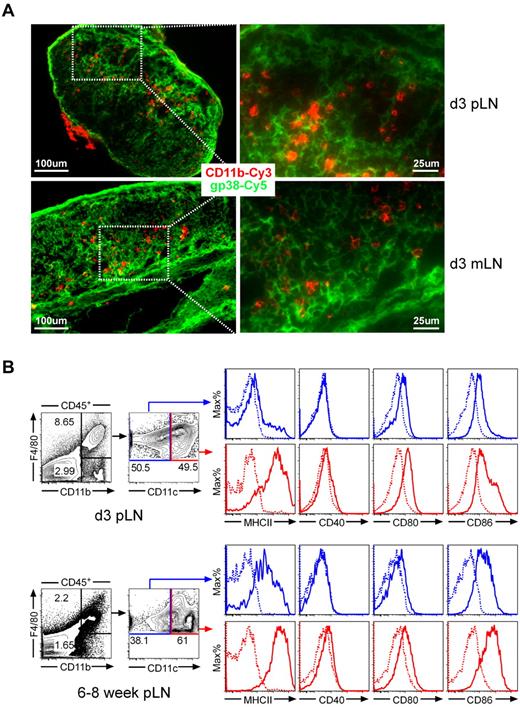 Figure 1. CD11b+ myeloid cells localize in close proximity with gp38+ stromal cells in neonatal LNs, which contain abundant CD11b+F4/80+MHCIIlow cells. (A) Expression of CD11b and gp38 in neonatal LNs. Cryosections of day 3-old C57BL/6 mice were stained with antibodies as indicated. Shown are sections representative for 5 animals analyzed. (B) Flow cytometric analysis of CD45+CD11b+ myeloid cells compartment in neonatal peripheral LNs. DAPI−CD45+ cells were grouped into CD11b+F4/80+ (top box) and CD11b+F4/80− (bottom box) subpopulations. The CD11b+F4/80+ subpopulation was further subdivided into CD11clow (blue box) and CD11chigh (red box). Solid lines, mAbs as indicated; dotted lines, isotype. Data are representative of 3 independent experiments.