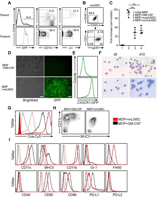 Figure 2. nnLNSCs drive MDPs into a distinct macrophage population. (A) MDPs were isolated from BM cells of CX3CR1+/gfp C57BL/6 mice by FACS. Numbers adjacent to gated areas indicate the percentage of cells before and after sorting. (B) Flow cytometry analysis of nnLNSCs purified by MACS. CD45.2 versus CD45.1 and gp38 versus CD31 expression of nnLNSCs after MACS-purification. (C) MDPs were cultured under the conditions indicated. After 5 days of culture the number of CD45+ cells has been determined. Fold changes are shown (mean ± SEM of 3 wells from 1 representative of 3 independent experiments). (D-I) MDPs cultured with 30 ng/mL GM-CSF only or on a monolayer of nnLNSCs for 10 days. MDPs (104) were seeded/well in 12-well plates and incubated. (D) At day 5, images were captured with bright-field or fluorescent microscope. Scale bar represents 100 μm. (E) At day 5, GFP-expression was monitored by flow cytometry (indicative for CX3CR1 expression), cells were gated on the DAPI−CD45+ population. (F) Cytospin of CD45+ cells sorted by MACS and stained with May-Grünwald-Giemsa after 5 or 10 days of coculture. Images were captured with bright-field microscope, original magnification 40×. (G) At day 5, the phagocytic ability of MDPs cultured with GM-CSF and MDPs educated by nnLNSCs was assessed by flow cytometry after OVA-Cy5 phagocytosis. Black, MDPs cultured with GM-CSF; red, MDPs educated with nnLNSCs (incubation at 37°C, solid line; incubation at 4°C, dotted line; without OVA-Cy5 control, shaded areas). (H-I) Analysis of CD45+ cells after 5 days of culture using antibodies as indicated. Data are representative of at least 3 independent experiments.