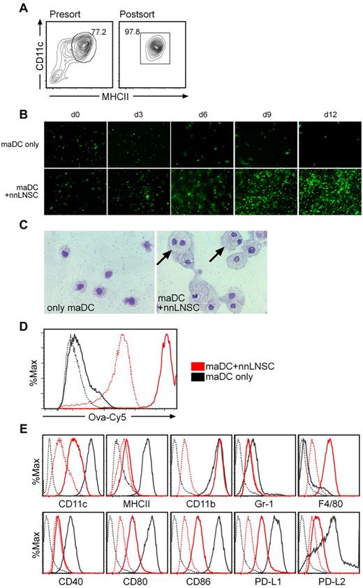 Figure 3. nnLNSCs induce maDCs into a similar macrophage population. (A) maDCs expressing high levels of MHCII and CD11c from either EGFP-C57BL/6 or CD45.1 C57BL/6 mice were sorted by FACS. Representative plots show the expression levels of MHCII and CD11c presort and postsort. (B) nnLNSCs promote maDCs proliferation. Continued proliferation of maDCs after being seeded onto nnLNSCs. EGFP-maDCs cultured alone or on monolayers of nnLNSCs. At the time points indicated images were captured with a fluorescent microscope, original magnification 20×. (C-E) Characteristics of maDCs educated by nnLNSCs. (C) Cytospins of CD45+ cells sorted by MACS from maDCs alone, or maDCs cultured on nnLNSCs for 10 days were stained with May-Grünwald-Giemsa, original magnification 40×. Black arrows indicate proliferating cells with double nuclei. (D) Phagocytic ability of maDCs and maDCs educated by nnLNSCs for 10 days assessed by flow cytometry by uptake of OVA-Cy5. Black lines, maDCs; red lines, maDCs educated by nnLNSCs (solid lines, incubation temperature: 37°C; dotted line, 4°C). (E) CD45.1+ maDCs (black lines) or maDCs educated by nnLNSCs for 10 days (red lines) were stained with antibodies indicated. Dotted lines, corresponding isotype controls. (D-E) Histograms are gated on CD45.1+ cells. Representative data from at least 3 independent experiments are shown.