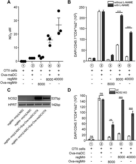Figure 5. NO-mediated T-cell immunosuppression by regMΦ. (A) Dose-dependent effect of regMΦ on NO production. OTII cells were stimulated for 48 hours at the conditions indicated. Before the concentration of NO in the medium was determined (mean ± SEM of 3 wells from a representative of 2 independent experiments). (B) Addition of L-NAME restored T-cell proliferation. The total number of DAPI−CD45.1+CD4+Vα2+ OTII cells was determined after 3 days of coculture conditions indicated (open bars, without; closed bars, with 1mM L-NAME; mean ± SEM of 3 wells from a representative of 2 independent experiments). (C) Supernatant from OTII cells that were activated by OVA-maDCs can induce NOS2 specific transcripts in regMΦ. Supernatants were harvested from OTII cells activated for 3 days by OVA-maDCs. One-half of culture medium of 105 regMΦ (MDPs cultured on nnLNSCs for 5 days was exchanged by the supernatant of OVA-maDCs activated OTII cells. After further 48 hours, total RNA was prepared and mRNA specific for NOS2 and HPRT mRNA determined by RT-PCR. Data are representative of at least 3 independent experiments. (D) regMΦ generated from NOS2−/− immature DCs were inefficient in suppressing T-cell proliferation. BM cells from WT BL6 mice and NOS2−/− mice (BL6 background) were cultured with GM-CSF to generated BMDCs. On day 7, immature DCs were harvested and put into coculture with nnLNSCs. After another 7 days, WT (open bars) or NOS2-deficient (closed bars) regMΦ were used in in vitro T-cell immunosuppression assay. The total number of DAPI−CD45.1+CD4+ Va2+OTII cells was determined after 3 days of cocultures at the conditions indicated (mean ± SEM of 3 wells from 1 representative of 2 independent experiments).