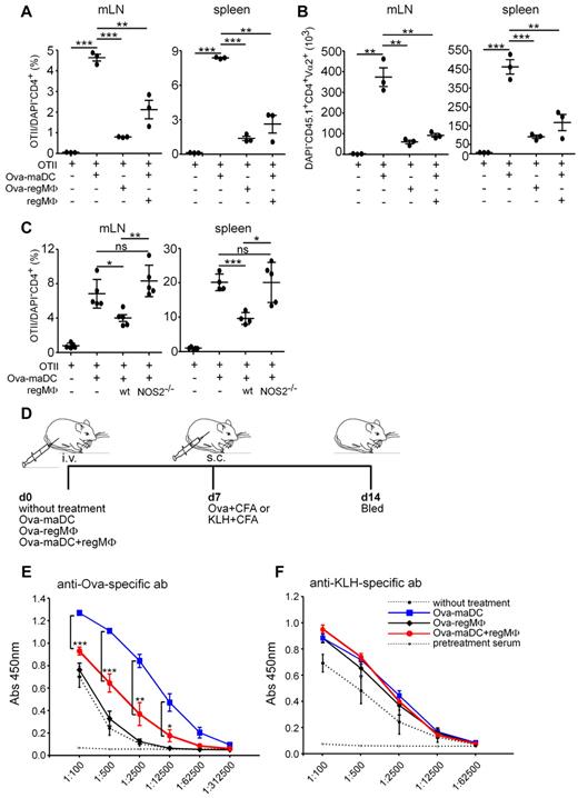 Figure 6. regMΦ show T-cell immunosuppression and induce antigen-specific immune tolerance in vivo. (A-B) regMΦ are T-cell immunosuppressive in vivo. OTII cells (1 × 107) were intraperitoneally transferred into recipients together without or with OVA-maDCs, OVA-regMΦ or OVA-maDCs together with regMΦ. After 5 days the percentage (A) of DAPI−CD45.1+CD4+Vα2+ viable OTII in DAPI−CD4+ cells and the absolute number (B) of DAPI−CD45.1+CD4+Vα2+ viable OTII cells in mLNs and spleen were determined (dots represent individual mice analyzed in 1 experiment; similar results were obtained in a second experiment). (C) NOS2 deficient regMΦ are incapable in T-cell immunosuppression in vivo. OTII cells (1 × 107) were intraperitoneally transferred into recipients together with or without OVA-maDCs, together with WT or NOS2−/− regMΦ. After 5 days the percentage of DAPI−CD45.1+CD4+Vα2+ OTII in DAPI−CD4+ cells was determined (dots represent individual mice analyzed in 2 independent experiments). (D-F) regMΦ induce antigen-specific immune tolerance in vivo. OVA-maDCs, OVA-regMΦ, or OVA-maDCs together with regMΦ were injected intravenously in to syngeneic C57BL/6 mice. Seven days later, mice were immunized subcutaneously with OVA or KLH in CFA. Serum IgG1 levels against OVA (E) or KLH (F) were measured by ELISA. Serum was diluted serially as indicated (mean ± SEM, 3 mice per group). Similar data were obtained in a second experiment.