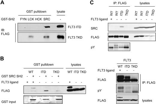 Figure 1. SRC physically interacts with FLT3-ITD but not FLT3-TKD. (A) HEK293 cells expressing FLAG-tagged FLT3-ITD or FLT3-TKD were serum starved for 4 hours, followed by lysis and pull-down with a GST fusion protein containing the SH2 domain of FYN, LCK, HCK, and SRC. Samples were separated by SDS-PAGE and analyzed by immunoblotting using an anti-FLAG Ab. (B) GST pull-down experiments were performed as described in panel A using HEK293 cells transiently transfected with FLT3-WT or the indicated mutants and GST SRC SH2 as bait. Cells were starved for 4 hours and stimulated with FL for 10 minutes or left untreated before lysis. Interaction was analyzed by immunoblotting with a FLAG Ab. FLT3 immunoprecipitation followed by immunoblotting with pY and FLAG Ab was carried out to confirm the phosphorylation status of the expressed proteins. (C) HEK293 cells transiently expressing FLAG-tagged FLT3-WT, FLT3-ITD, or FLT3-TKD were serum starved for 4 hours. FLT3-WT–expressing cells were either untreated or stimulated with FL. FLT3 was immunoprecipitated from whole-cell lysates using a FLAG Ab and immunoblotted with a SRC Ab, stripped, and reprobed with anti-FLAG Ab to confirm equal precipitation. In parallel, an aliquot of each cell lysate was immunoblotted and probed with an Ab against pY and FLAG to verify the proper phosphorylation and expression of the proteins in the cells.