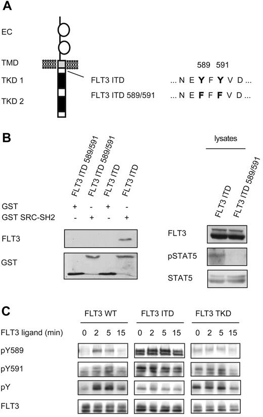 Figure 2. Identification of the interaction site of FLT3-ITD and SRC. (A) Overview of the mutations created in FLT3-ITD. (B) HEK293 cells transiently expressing either FLT3-ITD or a mutated FLT3-ITD589/591 were starved for 4 hours in serum-free medium and then lysed (right). A pull-down assay was performed using GST alone or the SH2 domain of SRC fused to GST as indicated. Precipitated FLT3 was visualized by immunoblotting using an FLT3 Ab. To confirm equal loading, the membrane was stripped and reprobed with a GST Ab (left). In parallel, lysates were analyzed by immunoblotting for FLT3 expression and STAT5 activation. The membrane was then stripped and reprobed with STAT5 Ab to confirm equal loading (right). (C) Cells stably transfected with FLT3-WT, FLT3-ITD, or FLT3-TKD were starved for 4 hours before stimulation with FL (100 ng/mL) for the indicated times. The lysates were subjected to immunoblotting and the membranes were probed with pY589 and pY591, pan-pY (4G10), and total FLT3 Abs, as described previously.26