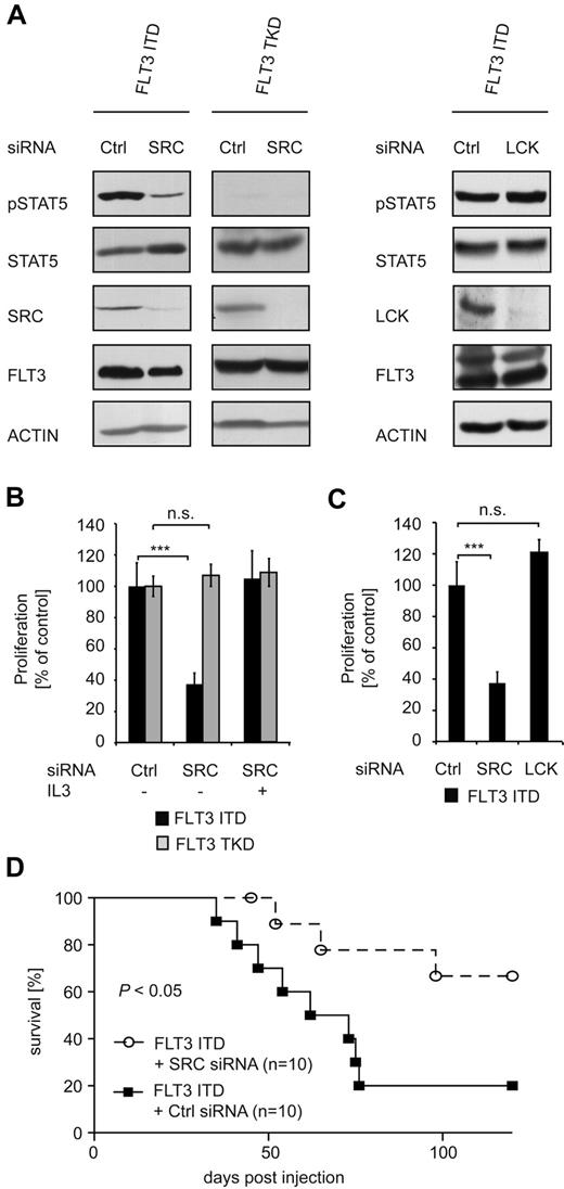 Figure 4. SRC is essential for FLT3-ITD–mediated STAT5 activation and proliferation. (A) Cells (32D) stably expressing FLT3-ITD or FLT3-TKD were retrovirally infected with an SRC, LCK, or control siRNA–encoding vector and selected with puromycin. To ensure the down-regulation of SRC or LCK, immunoblotting of whole-cell lysates was performed using an SRC or LCK Ab, respectively. STAT5 activation was investigated in the same manner using pSTAT5 and STAT5 Abs. FLT3 and ACTIN immunoblotting was conducted to ensure equal loading. (B) Proliferation of 32D cells stably expressing FLT3-ITD or FLT3-TKD in combination with SRC or control siRNA was analyzed after 48 hours using the MTT assay. IL-3 stimulation of the FLT3-ITD + SRC siRNA-expressing cells for 48 hours served as a control. Data were correlated to cells expressing the control siRNA and represent values ± SD of triplicates. One representative of at least 3 independent experiments is shown. Statistical analysis was conducted. ***P < .001; **P < .01; *P < .05; and n.s. (no significance), P > .05. (C) Proliferation of FLT3-ITD+ 32D cells transduced with an SRC, LCK, or control siRNA. Analysis was performed as in panel B. (D) Kaplan-Meier plot detailing survival times of C3H mice injected with 32D FLT3-ITD cells stably expressing either control siRNA or SRC siRNA (n = 10). The mice were closely monitored and killed when moribund.