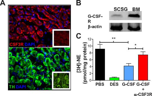Figure 1. The G-CSF receptor is expressed on peripheral sympathetic neurons and its stimulation reduces norepinephrine (NE) uptake. (A) Immunofluorescence staining for the G-CSF receptor (G-CSF-R; Cy3 top panel) or tyrosine hydroxylase (TH; Alexa 647, bottom panel) in sections of murine SCSG neurons. Images were acquired with a 40×/1.4 oil objective in a Zeiss AX10 microscope and a Coolsnap HQ2 camera (Fisher) at room temperature. Images were aquired using Slidebook 5.0 (3I). Purified rabbit immunoglobulin (TH) and isotype control (G-CSFR) are shown in insets. (B) G-CSF-R mRNA expression was assessed by RT-PCR in SCG neurons and whole BM. (C) SCSGs were cultured in medium containing PBS (n = 6), desipramine (DES; n = 6) at a concentration of 10μM, or 50 ng of G-CSF alone (n = 5) or in combination with anti–G-CSFR Ab (1 μg/mL; n = 3). *P < .05; **P < .005.