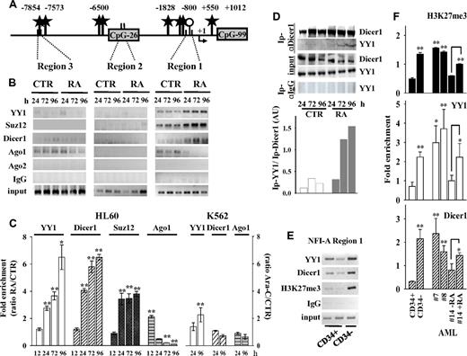 Figure 3. Recruitment of polycomb and RNAi machinery components on NFI-A gene. ChIP assays performed in HL60 cells treated (RA) or not (CTR) with RA 1μM, and in K562 cells treated (Ara-C) or not (CTR) with Ara-C 0.5μM for the indicated times. (A) Diagram of the YY1 binding sites (black stars), CpG islands (gray boxes), and CpG clusters (represented by a single ○) in the 5′end regions 1, 2, and 3 of the NFI-A gene promoter region. Numbers indicate nucleotides relative to transcription start sites (+1). ChIP with antibodies anti-YY1, -Suz12, -Dicer1, -Ago1, and -Ago2, and PCR primers as in Figure 2. (B) PCR of NFI-A gene regions 1, 2, and 3. (C) Quantitative RT-PCR of NFI-A region 1 on separate experiments, including the 12-hour time point, and of Ara-C–treated K562 cells. Ratio of the values obtained in RA- or Ara-C–treated versus untreated cell samples. Error bars represent SD of 3 independent evaluations *P < .05. **P < .01. (D) Coimmunoprecipitation/immunoblotting experiments: Ip indicates indicates the antibody used for the coimmunoprecipitation. Rabbit control IgG was used as nonspecific antibody. Coimmunoprecipitates were analyzed by immunoblotting anti-Dicer1 and YY1. Bottom panel: Densitometric analysis by ImageQuant Version 5.2 software of coimmunoprecipitated YY1 in relation to immunoprecipitated Dicer1 after normalization with their respective inputs. (E) ChIP assays carried out on immature human CD34+ HSCs/HPCs and mature CD34− hematopoietic cells isolated from healthy donors, immunoprecipitated with antibodies anti-YY1, anti-Dicer1, and anti-H3K27me3. Recovered DNA was analyzed by PCR using primers described in Figure 2. (F) Quantitative RT-PCRs performed to amplify NFI-A region 1 in immature CD34+ HSCs/HPCs, in CD34− myeloid populations, and in AML patients 7, 8, and 14 treated or not with RA for 72 hours. Error bars represent SD of 3 independent evaluations. In primary human HPCs and AML patient blasts (patients 7 and 8), statistical significance was calculated with respect to immature CD34+ HSCs/HPCs, and for APL patient 14 with respect to untreated APL blasts. *P < .05. **P < .01.