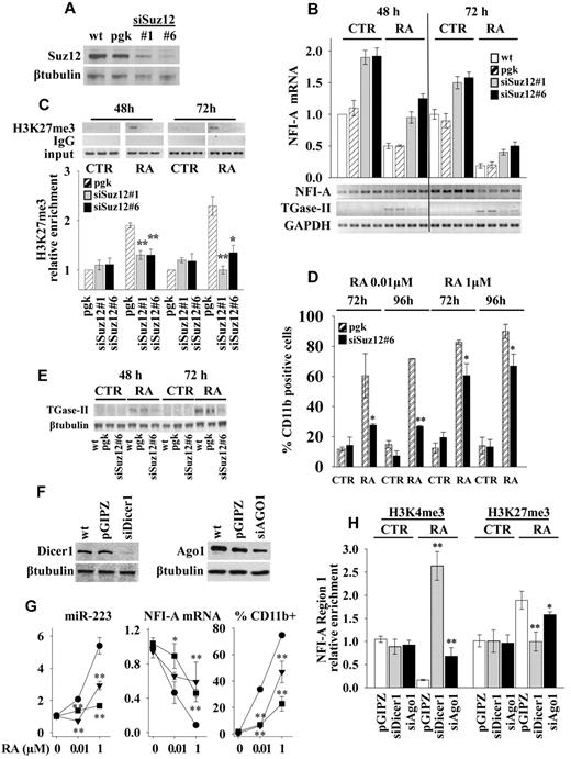 Figure 4. Suz12, Dicer1, and Ago1 knockdowns. HL60 cells, wild-type (wt), were infected with empty lentiviral vectors (pgk or pGIPZ) or with lentiviral constructs expressing siRNAs against Suz12 (siSuz12#1, siSuz12#6), Dicer1 (siDicer1), and Ago1 (siAgo1). (A) Suz12 product as measured by immunoblot analysis with β-tubulin as loading control. (B) Quantitative RT-PCR of NFI-A mRNA levels in indicated cells treated or not (CTR) with 1μM RA for 48 and 72 hours. Bottom panel: RT-PCR measuring the NFI-A mRNA levels and myeloid differentiation marker TGase-II. GAPDH levels were used as RNA loading control. (C) ChIP assays performed using an anti-H3K27me3 antibody and RT-PCR primers encompassing NFI-A gene region 1 at the indicated times in cells treated or not (CTR) with RA 1μM. Rabbit control IgG was used as nonspecific antibody. Bottom panel: Enrichment of the H3K27me3 on NFI-A promoter region 1 as measured by quantitative RT-PCR. Error bars represent SD of 3 independent evaluations. Statistical significance was calculated with respect to RA-treated pgk cells. *P < .05. **P < .01. (D) Percentage of CD11b-positive cells in cells treated (RA) or not (CTR) at the indicated times and concentrations of RA, as measured by flow cytometry. Statistical significance was calculated with respect to RA-treated pgk cells. *P < .05. **P < .01. (E) Immunoblotting analysis of TGase-II, an RA target gene involved in granulocytic differentiation.34 β-tubulin is a loading control. (F) Immunoblotting analysis of Dicer1 and Ago1 products. β-tubulin as loading control. (G) Quantitative RT-PCRs measuring miR-223 and NFI-A mRNA levels and the percentage of CD11b-positive cells as measured by flow cytometry in pGIPZ (●), siDicer1 (■), and siAgo1 (▾) cell lines, after 72 hours of treatment with the indicated concentrations of RA. Statistical significance was calculated with respect to RA-treated pGIPZ cells. *P < .05. **P < .01. (H) ChIP assay and H3K4me3 and H3K27me3 chromatin mark enrichments on NFI-A promoter region 1 as measured by quantitative RT-PCR. Statistical significance was calculated with respect to RA-treated pGIPZ cells. *P < .05. **P < .01. Results represent the average of 3 independent evaluations ± SD. Bars represent the average of 3 independent evaluations ± SD.