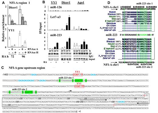 Figure 5. RNA-dependent recruitment of YY1 and Dicer1 at NFI-A regulatory region 1. (A) RNAse A or RNAse H (10 μg/mL) was added for 3 hours to nuclei isolated from HL60 cells treated with RA 1μM for 72 or 96 hours before chromatin cross-linking. ChIP assay was performed using anti-Dicer1, -YY1 antibodies and analyzed by quantitative RT-PCR using the indicated primers. Data are mean ± SD of 2 independent evaluations. (B) RNA immunoprecipitation assay performed on HL60 cells untreated (CTR) and treated 1μM RA for the indicated time points to test endogenous miR-223, Let-7a3, and miR-126 binding to YY1, Dicer1, and Ago1 proteins. Cell lysates were immunoprecipitated with antibodies anti-YY1, -Dicer1, and -Ago1. Rabbit IgGs were used as specificity controls (not shown). Immunoprecipitated miRs were detected by quantitative RT-PCR as described in “RNA immunoprecipitation.” Error bars represent SD of 3 independent evaluations. (C) Nucleotide sequence of the −1.4-kb regulatory region surrounding and including NFI-A region 1. The transcription start site (+1) is marked with a rightward-pointing arrow. Red represents the YY1 binding sites; green, the sequences complementary to that of miR-223; and blue, GAGAG recurrent motifs. A black box represents the CpGs cluster region. CG dinucleotides evaluated by bisulphite sequencing assay are marked in italic and bold. The arrows indicate the position of the primers used to amplify the NFI-A region 1. (D) Genomic site conservation and relative percentage of the miR-223 target sequences (miR-223 site 1 and site 2) in the NFI-A gene promoter. Green represents highly conserved nucleotides.