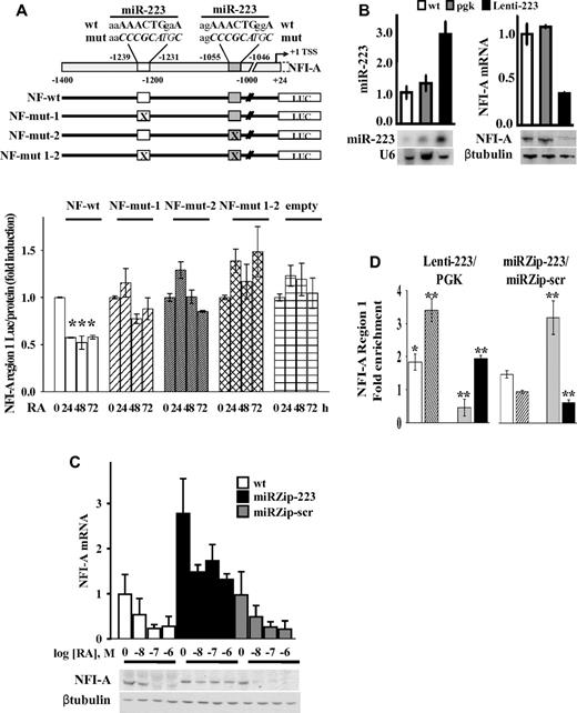 Figure 7. Functional significance of putative miR-223 complementary DNA binding sites and miR-223 levels on NFI-A transcription. (A) Top panel: Schematic representation of the NFI-A promoter region (nt −1400 to 24) containing the complementary putative miR-223 DNA binding sites (nt −1239 to −1231; nt −1055 to −1046). Numbers are relative to the NFI-A transcriptional start site (+1). Bottom panel: HL60 cells stably transfected with pGL4.20 luciferase reporter vectors containing the wild-type NFI-A promoter sequence (NF-wt), the mutagenized forms of the putative miR-223 DNA binding sites (NF-mut-1, NF-mut-2, and NF-mut 1-2), or the “empty” vector were treated (+) or not (−) with 1μM RA for the indicated time points. Data are expressed as the luciferase activity normalized by the total protein amount in each sample. Bars represent the mean of 3 independent experiments performed in duplicate ± SEM. Statistical significance was calculated between RA-treated and untreated samples. *P < .05. (B) HL60 wild-type cells (wt), stably infected with a lentiviral vector expressing miR-223 (Lenti-223) or an empty viral vector (pgk) were tested by quantitative RT-PCR and Northern blot assays to measure mature miR-223 level. U6 detection is shown as RNA loading control. NFI-A mRNA and protein levels were tested by quantitative RT-PCR and immunoblot analysis. β-tubulin is a loading control. Quantitative RT-PCR results represent the average of 3 independent evaluations ± SD. (C) WT HL60 cells (wt) ectopically carrying the miRZip-223 anti–miR-223 (miRZip-223), or the scramble hairpin control (miRZip-scr) constructs, were treated with the indicated concentrations of RA for 72 hours. NFI-A mRNA and protein levels were tested by quantitative RT-PCR and immunoblotting (β-tubulin is a loading control). Quantitative RT-PCR results represent the average of 3 independent evaluations ± SD. (D) ChIP assays performed in HL60 cells ectopically expressing (Lenti-223) or not (pgk) miR-223, or in HL60 cells expressing the miRZip-223 or the miRZip-scr, using the indicated antibodies. Quantitative RT-PCR was performed to amplify NFI-A region 1. Data are plotted as the Lenti-223/pgk and miRZip-223/miRZip-scr infected cell ratio. Error bars represent SD of 3 independent evaluations. *P < .05. **P < .01.