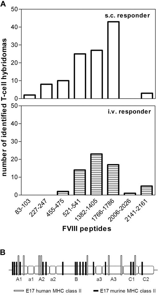 Figure 3. Immune response after intravenous and subcutaneous FVIII treatment of E17 HLA-DRB1*1501 mice is driven by the same immunodominant CD4+ T-cell epitopes, which are completely different from CD4+ T-cell epitopes found in E17 mice expressing a murine MHC class II complex. E17 HLA-DRB1*1501 mice (E17 human MHC class II) and conventional E17 mice (E17 murine MHC class II) were immunized 4 to 8 times by intravenous or subcutaneous FVIII at weekly intervals. Spleen cells were obtained at 3 to 7 days after the last immunization and restimulated with FVIII in vitro. T-cell hybridomas were generated and characterized for their peptide specificity using a 15-mer peptide library (12 amino acids overlap) covering the sequence of full-length FVIII. Peptide specificities for all T-cell hybridoma clones could be identified, indicating that the large number of peptides per pool did not interfere with peptide recognition. (A) The number of T-cell hybridomas obtained from E17 HLA-DRB1*1501 mice that were identified for each of the indicated FVIII epitopes. A total of 118 hybridomas obtained after subcutaneous FVIII and 63 hybridomas obtained after intravenous FVIII treatment were analyzed. (B) The distribution of CD4+ T-cell epitopes identified in E17 HLA-DRB1*1501 mice (E17 human MHC class II) and in conventional E17 mice (E17 murine MHC class II) over the different domains (A1, a1, A2, a2, B, a3, A3, C1, and C2) of FVIII.