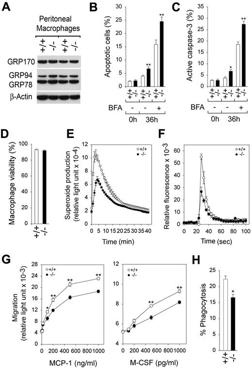 Figure 2. Analysis of ER stress, apoptosis, and functionality in G6pc3−/− macrophages. Peritoneal macrophages were isolated from 6- to 8-week-old wild-type (+/+) and G6pc3−/− (−/−) littermates. Freshly isolated macrophages were used to examine ER stress and apoptosis. For functional analysis, macrophages were further enriched by CD11b microbeads binding. (A) Western blot analysis of protein extracts of macrophages with the use of Abs against GRP170, GRP78/GRP94, or β-actin. Data from 2 pairs of littermates are shown, and each lane contains 50 μg of protein. (B) Quantification of apoptotic cells in macrophages of control (n = 6) and G6pc3−/− (n = 6) mice during culturing in vitro in the absence or presence of BFA. Results represent the mean ± SEM. (C) Quantification of active caspase-3 in macrophages of control (n = 4) and G6pc3−/− (n = 4) mice during culturing in vitro in the absence or presence of BFA. (D) The viability of CD11b-enriched macrophages from wild-type (n = 10) and G6pc3−/− (n = 10) mice, estimated by flow cytometry. Results represent the mean ± SEM. (E) Macrophage respiratory burst activity in response to 200 ng/mL PMA. (F) Macrophage calcium flux in response to 10−7M of leukotriene D4. (G) Macrophage concentration-dependent chemotaxis in response to MCP-1 or M-CSF. (H) Macrophage phagocytosis activity. Quantification of bioparticle-positive macrophages in control and G6pc3−/− mice; the numbers reflect the percentage of total macrophage that have engulfed particles. Data represent the mean ± SEM of 3 independent experiments. **P < .005 and *P < .05.