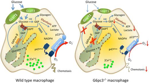 Figure 6. Proposed pathways for G6P metabolism in wild-type and G6pc3−/− macrophages. Glucose transported into the cytoplasm by GLUT1 and GLUT3 is metabolized by hexokinase (HK) to G6P which can participate in glycolysis, hexose monophosphate shunt (HMS) pathway, glycogen synthesis, or be translocated into the lumen of the ER by the G6PT. In normal macrophages, G6P localized within the ER lumen can be hydrolyzed by G6Pase-β, and the resulting glucose transported back into the cytoplasm to reenter any of the previously mentioned cytoplasmic pathways. However, in G6pc3−/− macrophages, which lack a functional G6Pase-β, ER-localized G6P cannot be recycled to the cytoplasm. Consequently, G6pc3−/− macrophages exhibit reduced glucose uptake and impaired energy homeostasis, leading to impaired functionality. The GLUT1 and GLUT3 transporters, responsible for the transport of glucose in and out of the cell, is shown embedded in the plasma membrane. The G6PT transporter, responsible for the transport of G6P into the ER, and G6Pase-β, responsible for hydrolyzing G6P to glucose and phosphate, are shown embedded in the ER membrane.